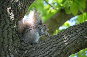 adorável rosto de um esquilo em uma árvore foto