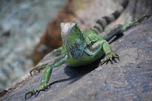 iguana verde com garras em uma rocha foto