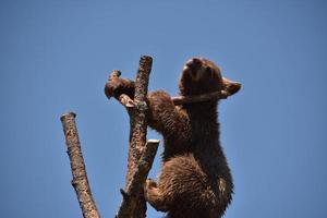 filhote de urso preto olhando por cima de um galho foto