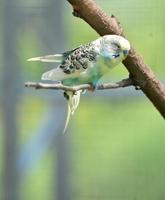 lindo periquito comum de cor pastel em um galho foto