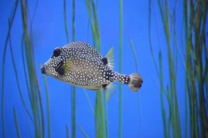 trunkfish com padrão manchado nadando debaixo d'água foto