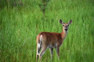 cervo de cauda branca alerta e consciente em um campo foto