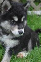 doce cachorrinho alusky preto e branco sentado foto