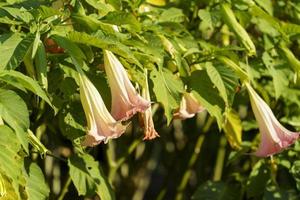 fundo natural com cores de brugmansia de close-up foto