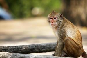 macaco sentado no log no parque. foto