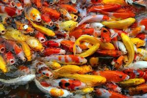 peixes koi nadam na lagoa. muitos dos peixes coloridos da carpa de fundo. foto