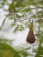 ninho de pássaro, tecelão no ninho de árvore pássaro tecelão pendurar no fundo da natureza da árvore foto