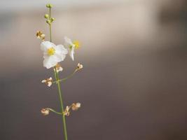 hippeastrum, flor branca quádrupla que floresce no fundo da natureza do jardim foto