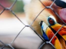 o calau nodoso ou rhyticeros cassidix, também conhecido como calau enrugado sulawesi, é um calau colorido nativo da indonésia. foto