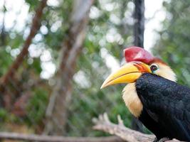 o calau nodoso ou rhyticeros cassidix, também conhecido como calau enrugado sulawesi, é um calau colorido nativo da indonésia. foto