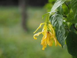 cananga odorata ylang-ylang nome de ondas de flores casca cinza buquê de flores em um aglomerado pétalas amarelas ou verdes são perfumadas foto