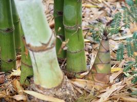 folhas verdes frescas de bambu no fundo da natureza do jardim foto