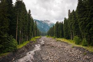 belo panorama de vegetação de floresta de abetos com fundo de montanhas na região de racha na geórgia foto