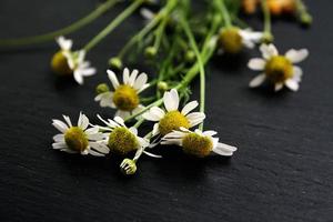 flores de camomila em fundo preto foto