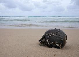 fechar cracas no coco, na praia de areia, beira-mar para papel de parede foto