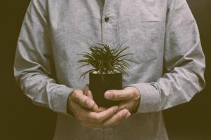 vaso de planta em mãos humanas, conceito de natureza, árvore de amor foto