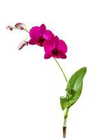 orquídeas roxas foto