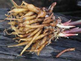 boesenbergia rotunda, kaempferia cochinchinensis gagnep, curcuma rotunda, boesenbergia pandurate, kaempferia ovata roscoe, kaempferia pandurata roxb, comida vegetal erva tailandesa foto