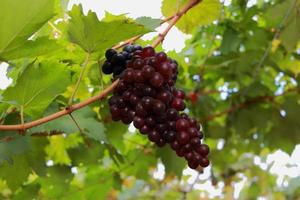 uvas na vinha em um dia ensolarado foto