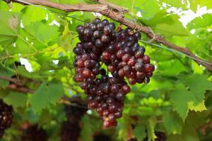 uvas na vinha em um dia ensolarado foto