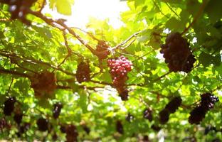 uvas na vinha em um dia ensolarado foto