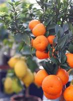 tangerinas e limões maduros de laranja da Sicília