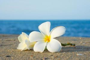 duas flores de plumeria na areia na praia foto