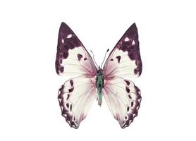 borboleta colorida. isolado no fundo branco