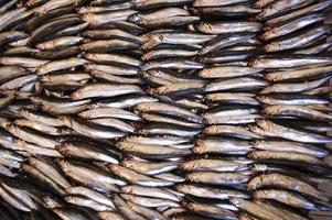 anchova peixe pronto para cozinhar