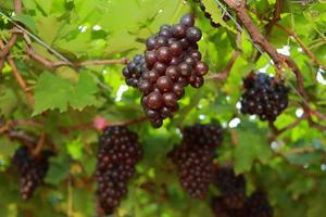 uvas na vinha em um dia ensolarado foto