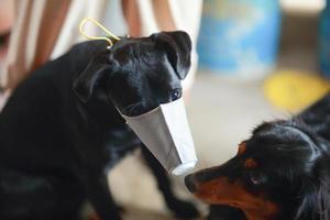 cão usando segurança especialmente uma máscara para proteger poeira pm 2.5 e vírus corona, covid 19 em cachorro preto fofo. conceito covid-19 pandemia de coronavírus e evite animais de estimação que você ama. foto