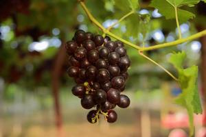 uvas na vinha em um dia ensolarado foto