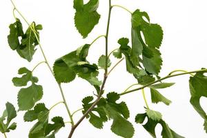 folhas verdes isoladas no fundo branco. folhas de plantas verdes foto