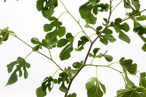 folhas verdes isoladas no fundo branco. folhas de plantas verdes foto