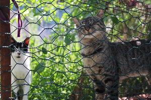 gatos vadios solitários e bonitos foto