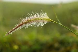 gotas de orvalho na flor de grama poaceae. foto