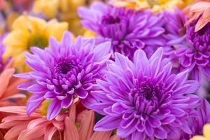 linda flor de crisântemo roxo em close-up. foto