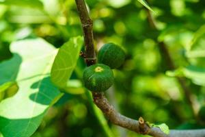 ficus carica figueira com frutas no velho país ao lado de hamburgo foto