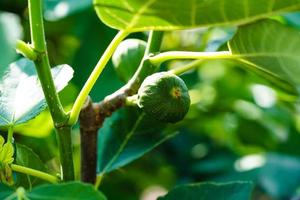 ficus carica figueira com frutas no velho país ao lado de hamburgo foto