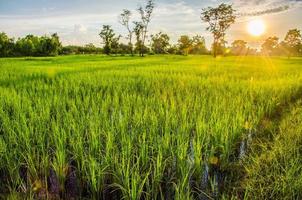 pôr do sol no campo de arroz foto