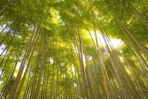 floresta de bambu, kyoto, japão foto
