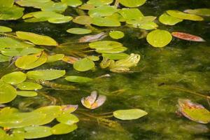 sapos em uma lagoa desfrutando cheio de folhas verdes