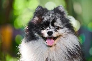 cão spitz pomeranian close-up retrato, fundo verde do jardim foto