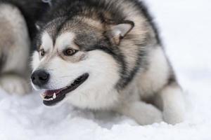 retrato de cachorro rouco, fundo de inverno nevado. animal de estimação engraçado andando antes do treinamento de cães de trenó. foto