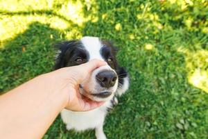 mão de mulher acariciando cachorrinho border collie no jardim de verão ou parque da cidade ao ar livre. feche o retrato do cão. dono brincando com amigo cachorro. amor pelo conceito de equipe de apoio de amizade de animais de estimação. foto