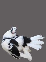 fechar um único pombo de cor preto e branco de dois tons com fundo liso isolado e traçado de recorte foto