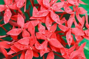 closeup de flor vermelha ixora coccinea foto