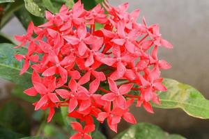 linda flor de espiga vermelha ixora florescendo no jardim foto