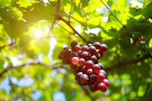 uvas na vinha em um dia ensolarado foto