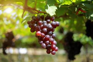 uvas na vinha em um dia ensolarado foto